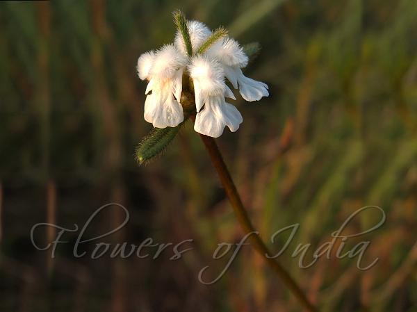 Shrubby Leucas